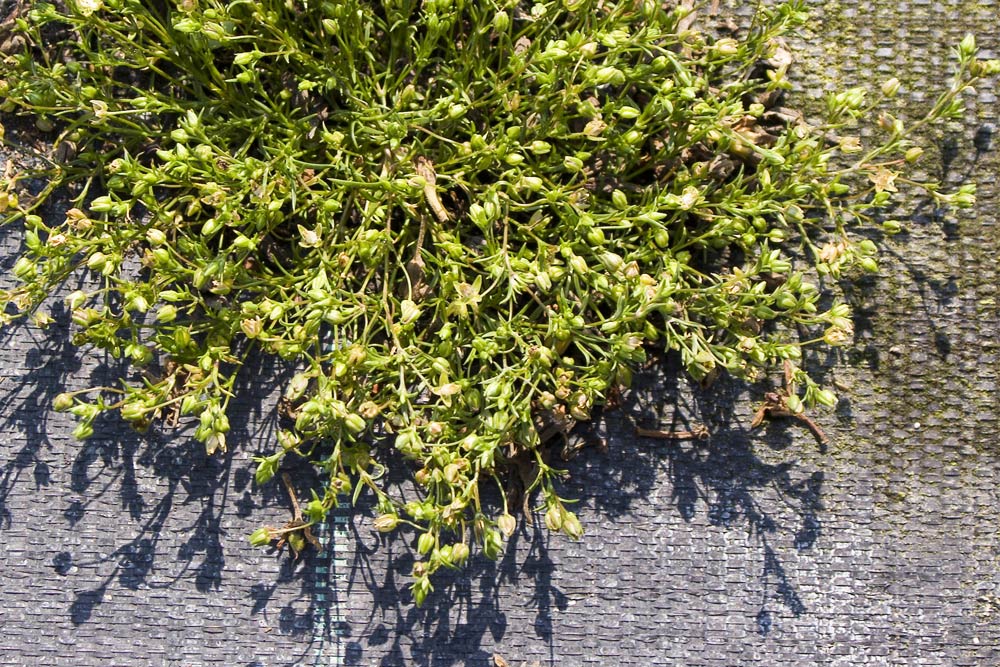 Sagina maritima / Sagina marittima
